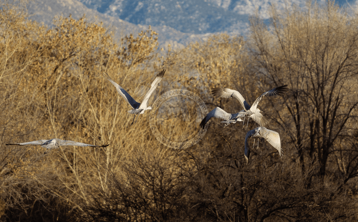 Corrales, NM